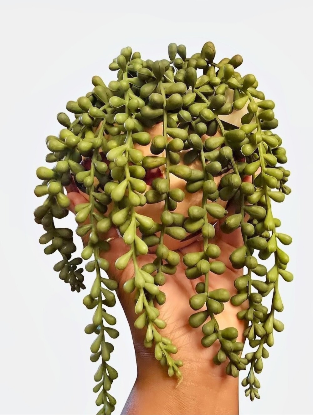 String of Pearls  Faux succulent plant with cascading green beads